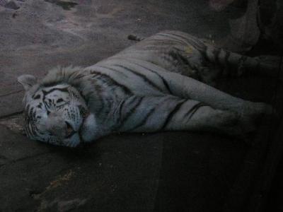 Спящая Тигро-Зебра (40 kb)