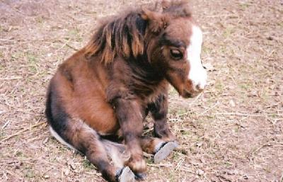 pony (66 kb)