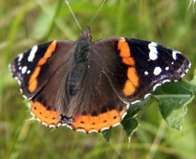 Red Admiral 1 (67 kb)