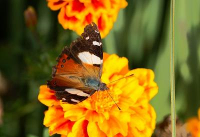 Red Admiral 2 (82 kb)