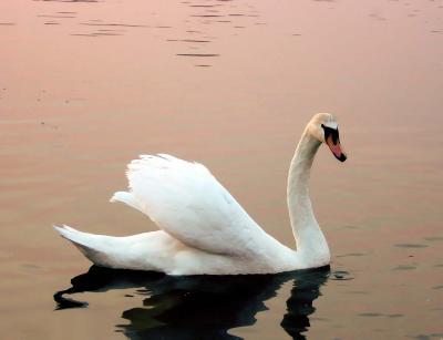swan.jpg (37 kb)