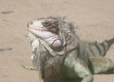 iguana1 (271 kb)