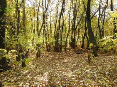 Осенний лес.jpg (59 kb)