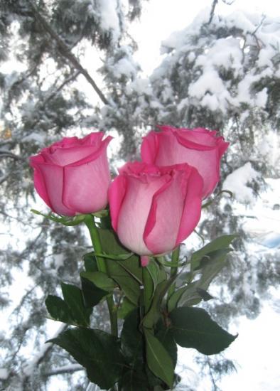 Зимние розы, розовые от мороза (162 kb)